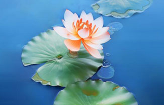 今日處暑 | 一度暑出處暑時，秋風(fēng)送爽已覺遲